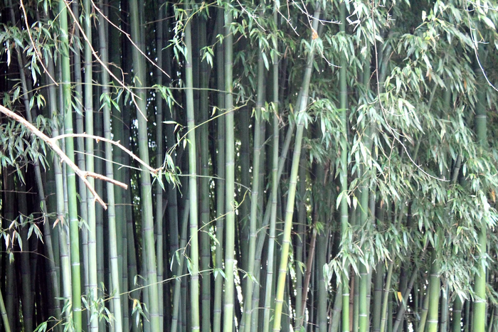 Бамбук. Интересные факты об удивительном растении Бамбук, Трава, Длиннопост