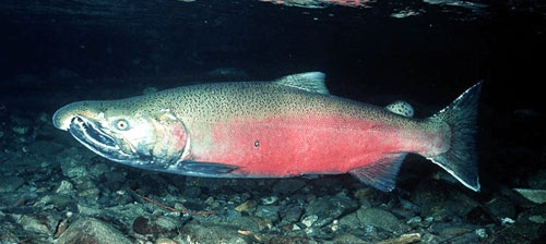 Going against the flow through rapids is not a game, it's natural selection!... - A fish, Salmon, Spawning, Thresholds, River, At your own risk, Natural selection, Murmansk region, Longpost