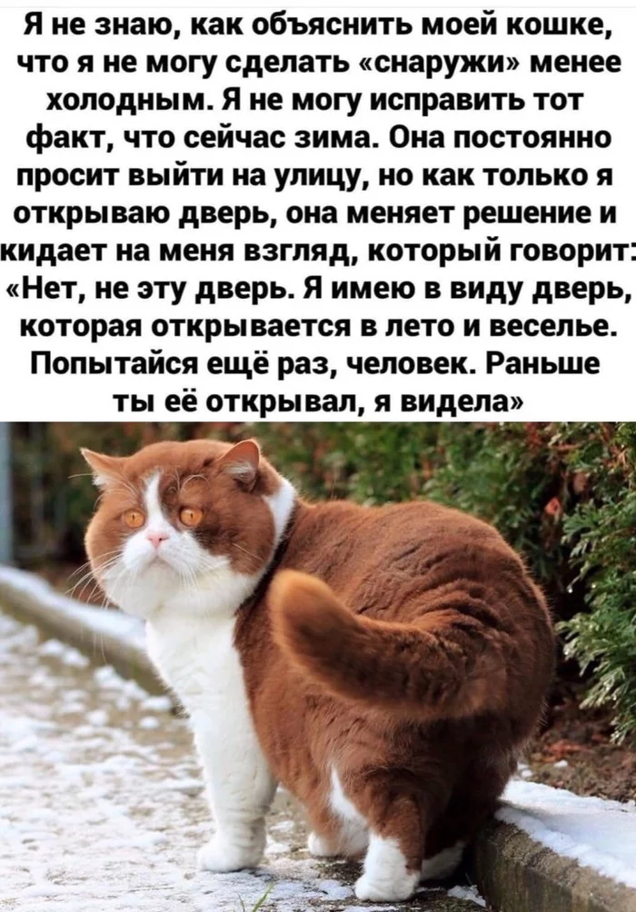 poor cats - cat, Winter, Door to summer, Picture with text, Robert Heinlein, Quotes