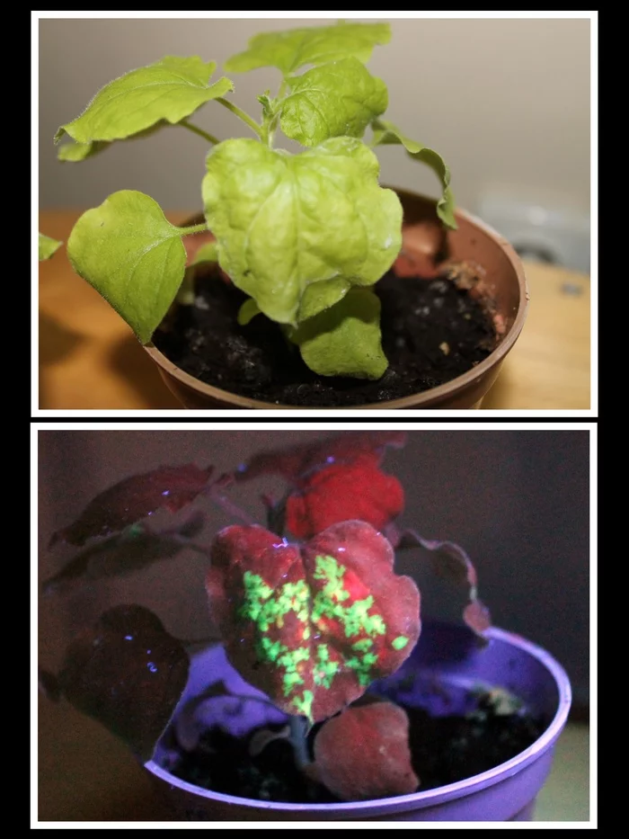 The plant has become infected with a mutant virus! (Scientific photo competition) - My, Scientific photo contest, Biology, Plants, Virus, The science