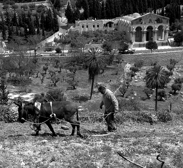 Portrait Jerusalem Old and New - My, Portrait, Jerusalem, Longpost