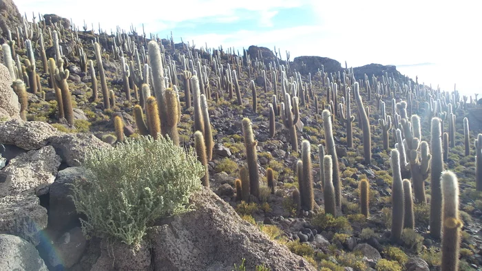 Latin American checkmark - Salar de Uyuni (03.12.2019) - end - My, Travels, Tourism, South America, Longpost, Series Latin American Tick 20192020