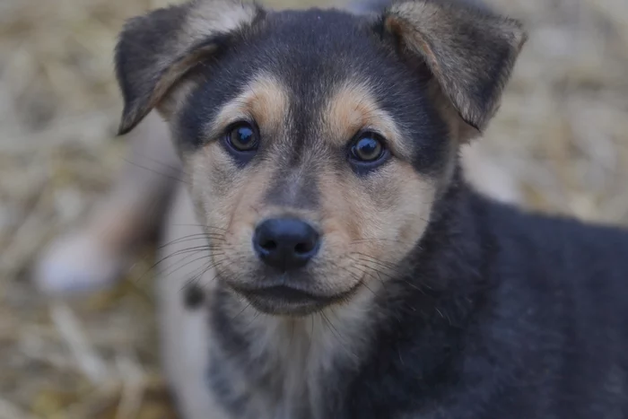 Marusya was left alone in the enclosure. Stories about dogs from foster care - My, Dog, Puppies, Longpost, Moscow region, Shatura, Video, The photo, In good hands, No rating