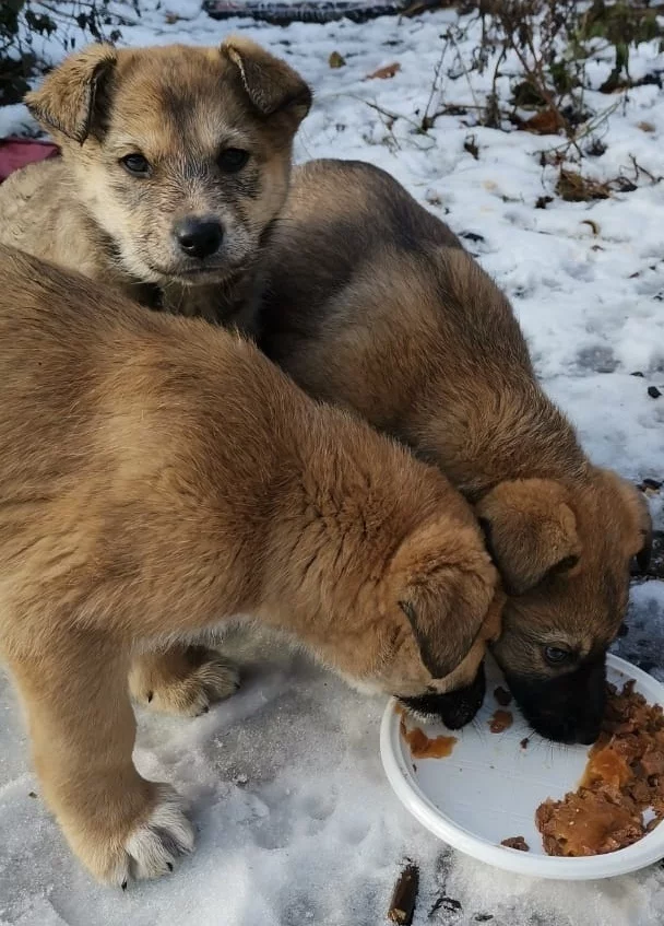 No rating. Moscow. Helping to place a puppy - My, No rating, Dog, Puppies, In good hands, Moscow, Schelkovo, Pets, Longpost