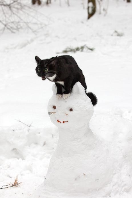 And I’m not HIM at all...! - cat, snowman, Winter, Emotions