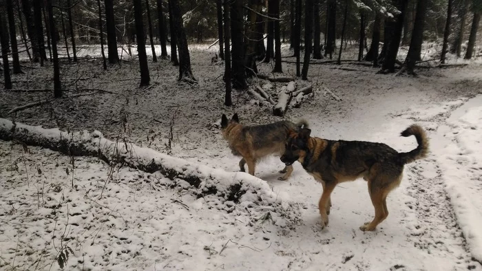 Walking with dogs - My, Dog, Pets, Forest, Nature, Weather, cat, Friday, Deadwood, Pond, Beer, Longpost