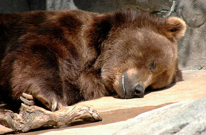 Виды медведей. Описание, имена и характеристики медведей