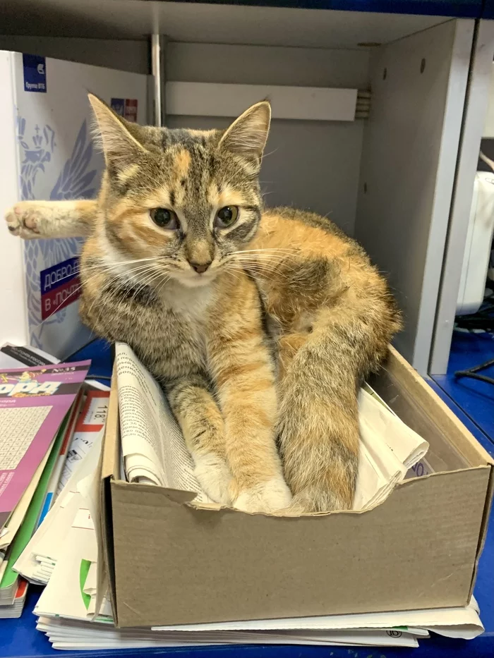 Strange Hoba - My, Box and cat, Hoba, cat