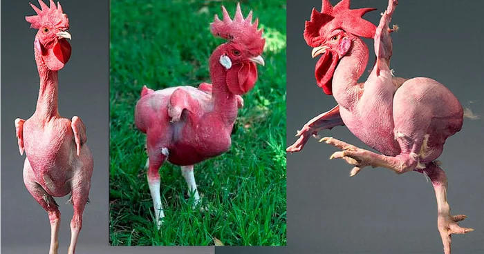 Израильская лысая курица: 34 года безумной селекции и вот результат — голенькие курочки Курица, Яндекс Дзен, Книга животных, Длиннопост