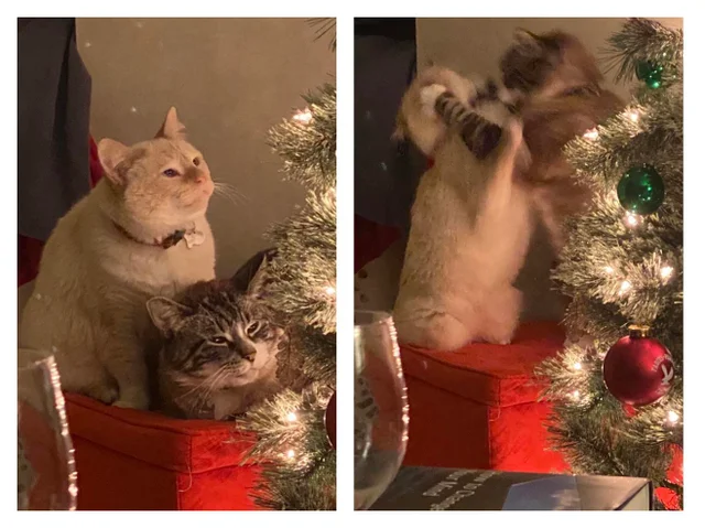 They definitely had to ruin the Christmas photo. - cat, Christmas trees, New Year, Christmas tree, Fight