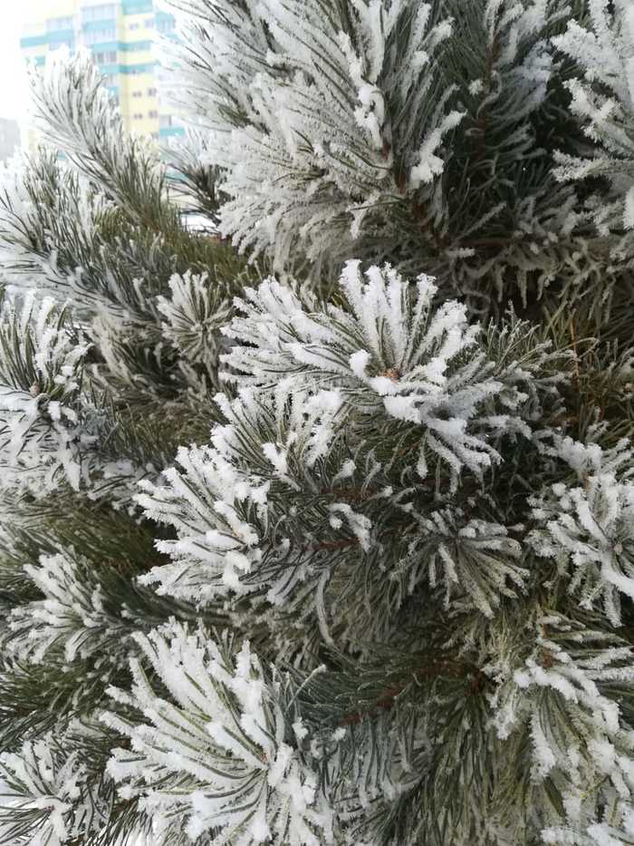 In winter, of course, it’s cold, but beautiful :) - My, Winter, Christmas trees, Snow