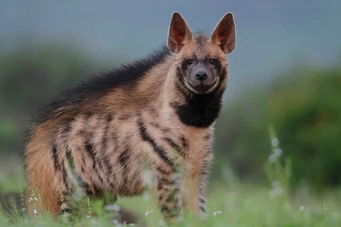 Striped hyena filmed for the first time in Turkey! - Hyena, Striped hyena, Turkey, Rare view, Wild animals, Species conservation, Protection of Nature