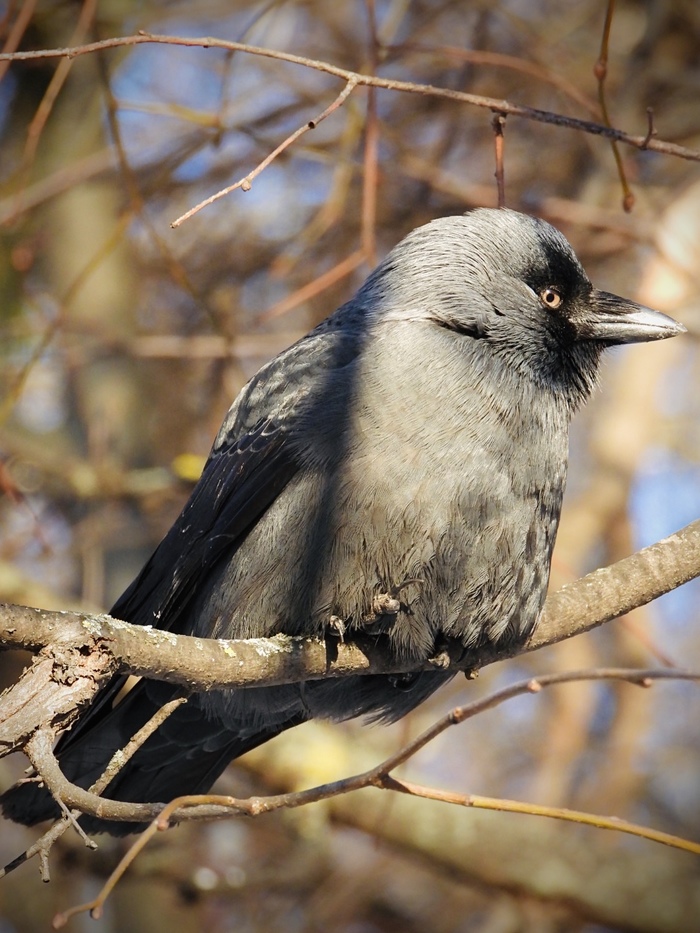 Coloeus monedula , , Nikon, , , , , 