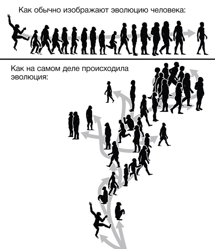 More clearly - Evolution, Person, Homo sapiens, Infographics, Picture with text