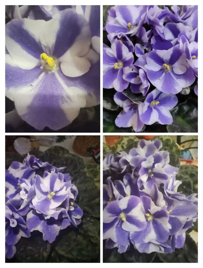 My little hobby - Flowers, Violets, Hobby, Houseplants, Longpost