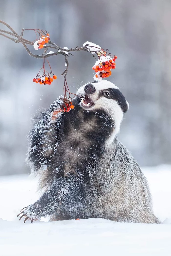 winter dessert - Winter, Badger, Berries, Snow, The photo, Wild animals, Animals, Rowan
