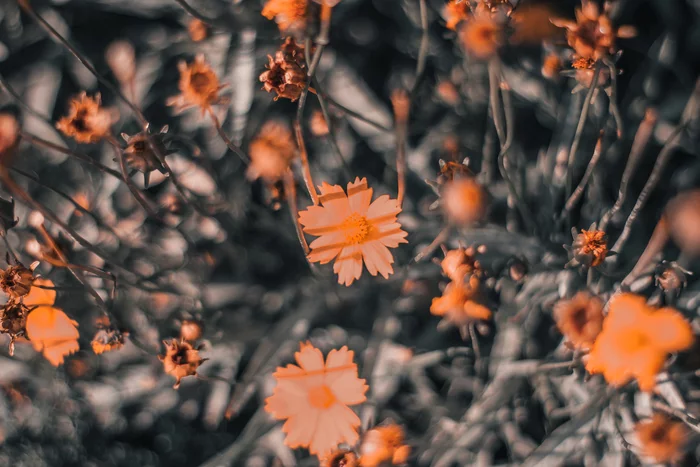 A little summer on Canon 60d 50mm - My, The photo, Flowers, Longpost