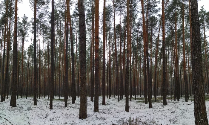 Panoramic Bryansk forest - My, Forest, Nature, Pinery, Панорама, Landscape, Air, The photo, Silence, Winter, Pine