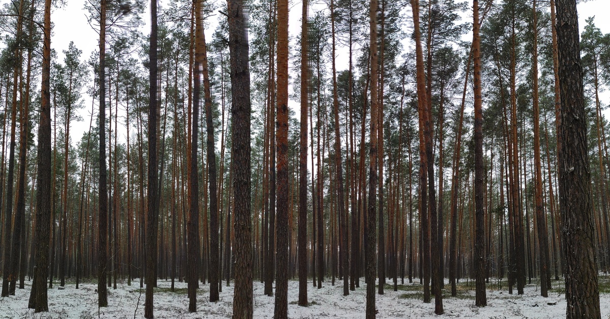 Брянский Лес Фото