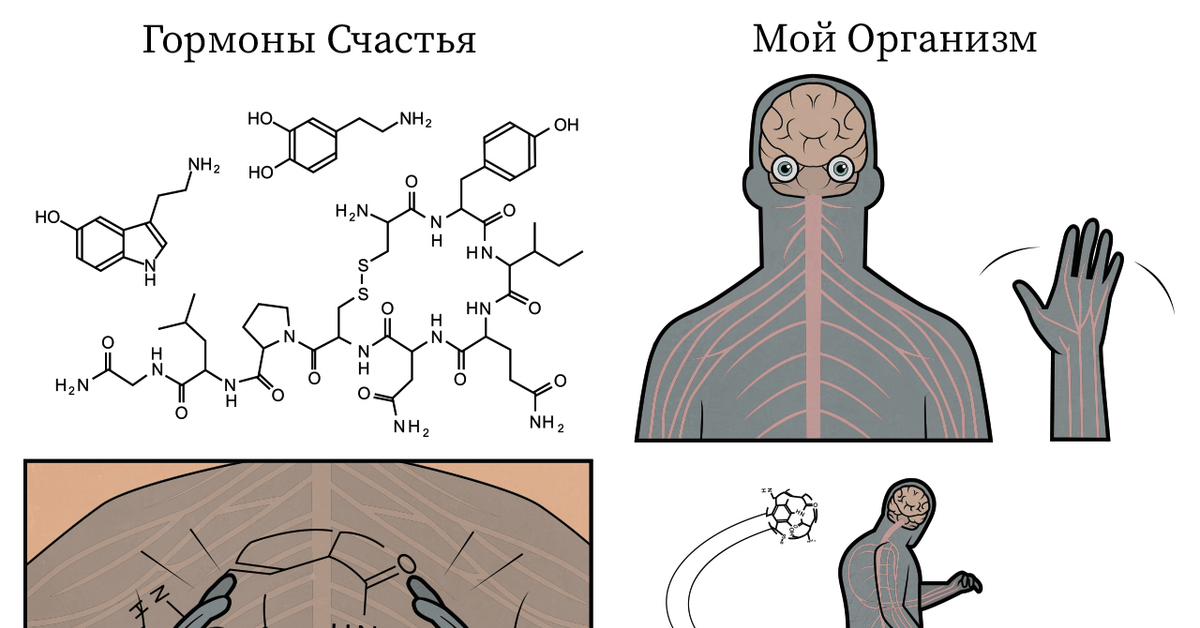 Гормоны счастья картинки