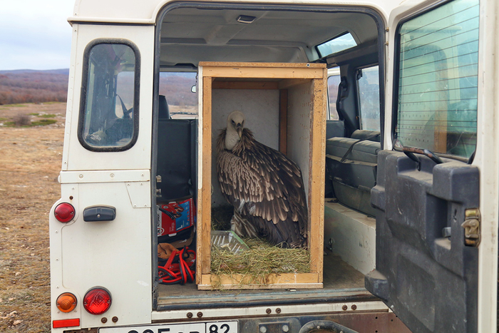 Griffon vulture: from Arkhangelsk to Crimea! - Birds, White-headed vulture, Crimea, Red Book, Red Book of Crimea, Animal Rescue, Arkhangelsk, Animal defenders, Fate, Video, Longpost