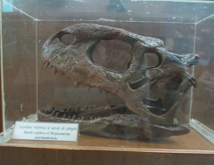  (. Rajasaurus narmadensis) , , , 