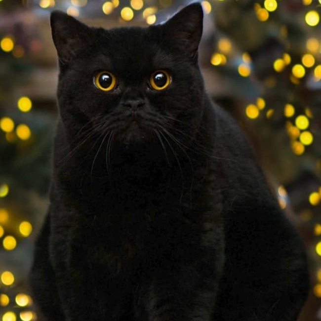 Expressive eyes of darkness - Black cat, Eyes, Milota, Longpost, cat