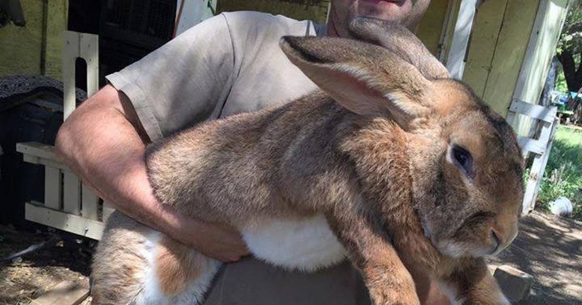 Где сейчас кролики. Конти кролик гигантский. Фламандский гигантский кролик. Кролик породы Конти. Огромный кролик.
