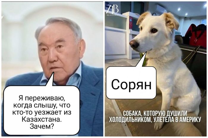 Собака из Казахстана, которую душили дверцей холодильника, улетела в США