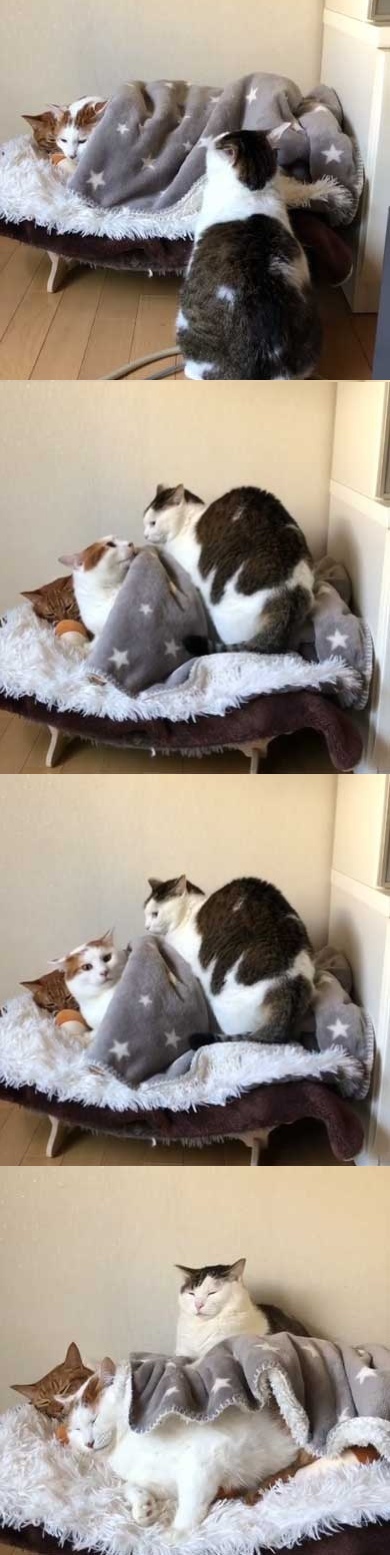 So fat that they are too lazy to fight - cat, Swedish family, Plump, Longpost, Fat cats