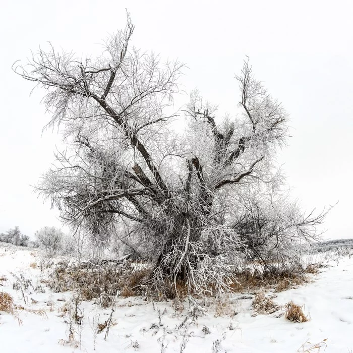 Сломан, но не сломлен - Моё, Дерево, Зима, Фотография, Начинающий фотограф, Canon 70d, Samyang