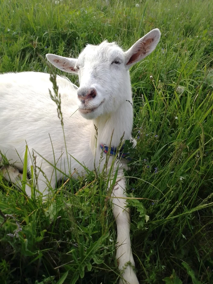 Lisitsyn House -17 - My, Village, Animals, Goat