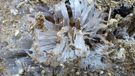 Ice flowers grow from the ground near St. Petersburg! - Saint Petersburg, Nature, beauty, Unusual