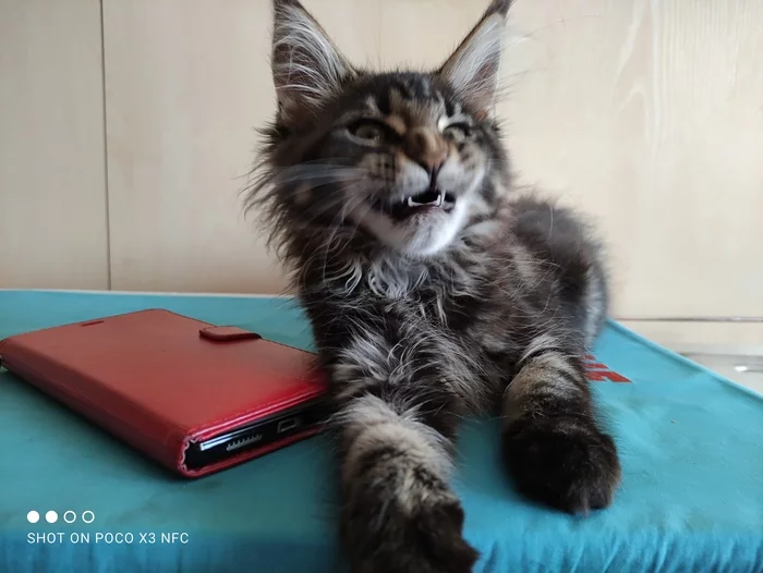 Good cat everyone! - My, Maine Coon, Pets, cat