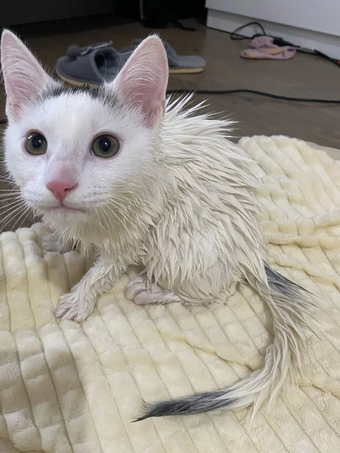 Catrat - cat, Wet, Pets