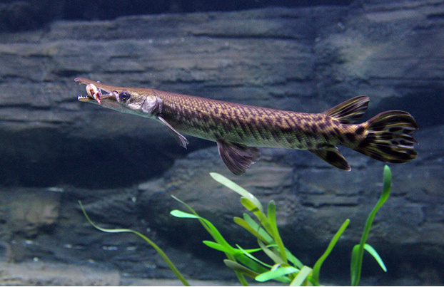 Platinum pike - an armored giant with teeth in two rows - My, Penza Oceanarium, A fish, Oceanarium, Mississippi shell, Longpost