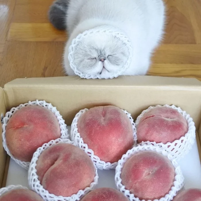 fluffy peach - cat, Positive, Peach, Milota, Peaches