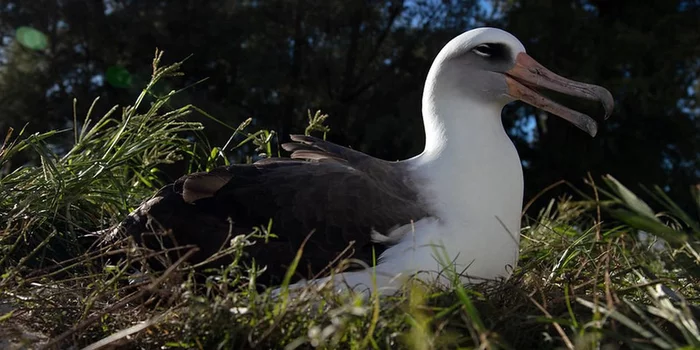 The oldest wild bird in the world laid an egg at 69 years old and is preparing to become a young mother again! - Birds, Albatross, Nesting, Age is not a hindrance, Incubation of eggs, Hawaii, Bird watching, Ringing, The national geographic, Ornithology, Longpost