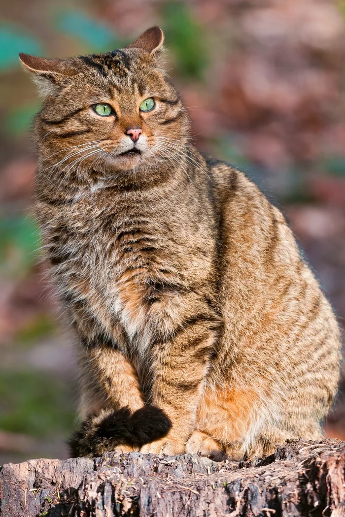 Wild forest cats in the reserve. Eat and rest - Forest cat, Longpost, Reserves and sanctuaries, Small cats, Cat family, Predatory animals, Wild animals, The photo