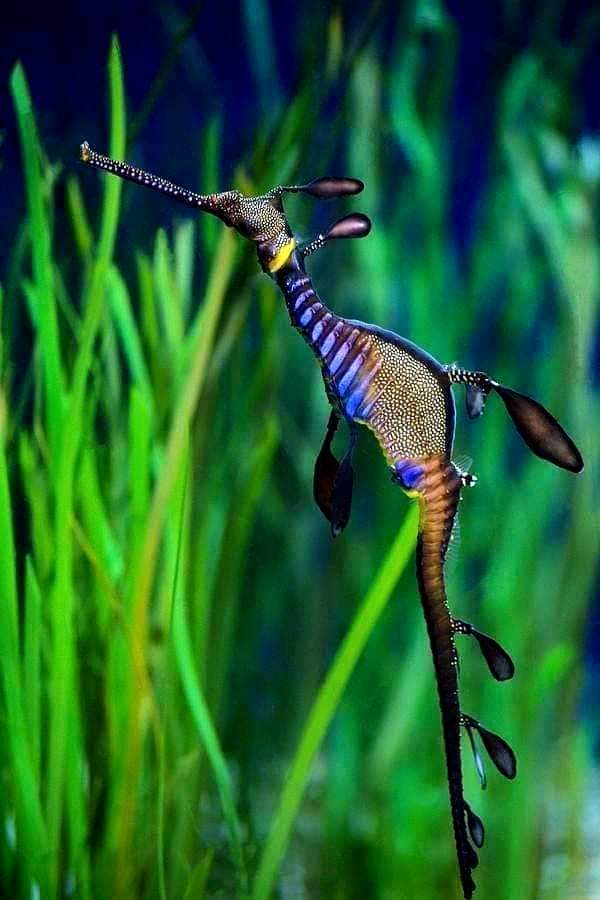 Sea Dragon - Sea Dragon, Sea, Sailors, Marine life, The photo, beauty