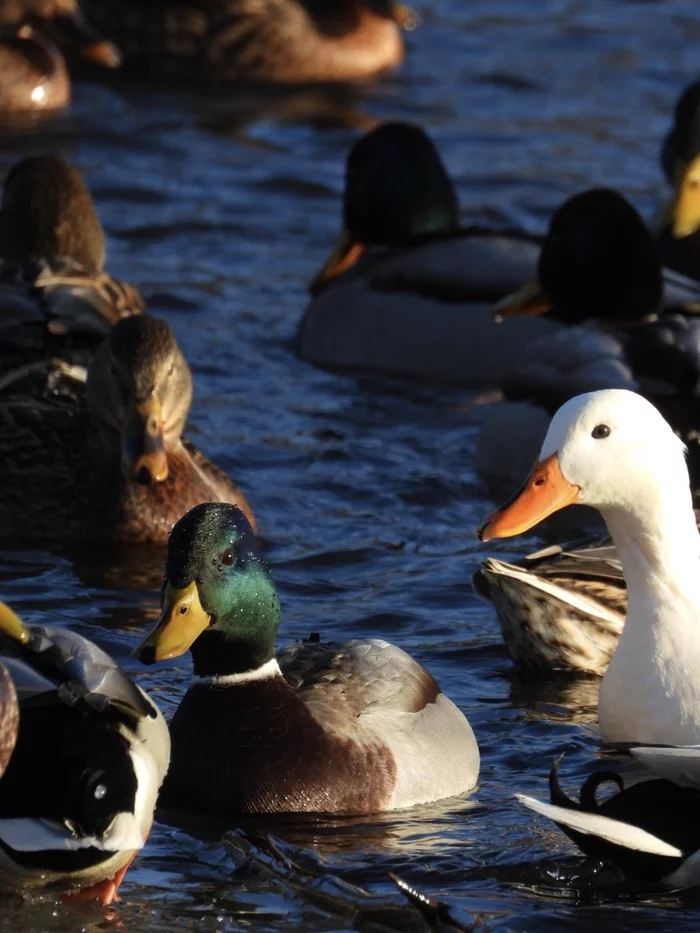 Anaticula turpis* - My, The photo, Nikon, Duck, ugly duck, Birds, Bird watching, Longpost