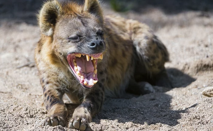 A hyena in France got culturally acquainted with the city's attractions and returned to the zoo) - Hyena, Wild animals, Zoo, Digging, The escape, France, City walk, Character, Life safety