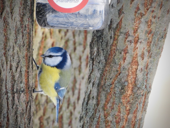 Cyanistes caeruleus