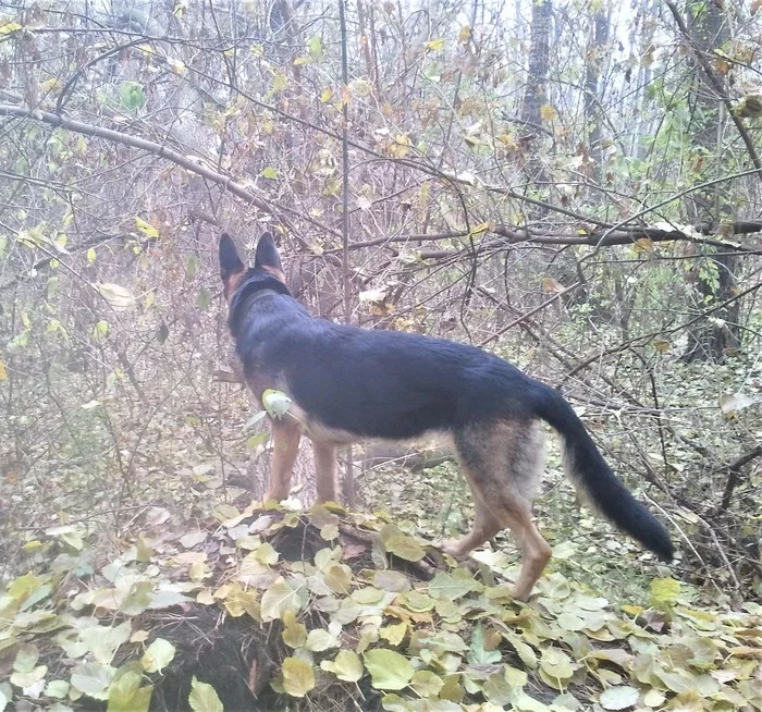 Queen of the Mountain. Walk in the woods - My, Dog, Pets, Animals, German Shepherd, Nature