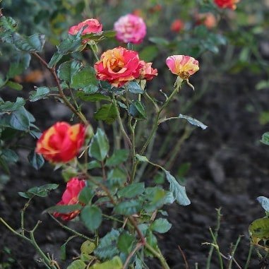 Roses bloom all year round in Gelendzhik - Gelendzhik, Black Sea, Краснодарский Край, South of Russia, Longpost