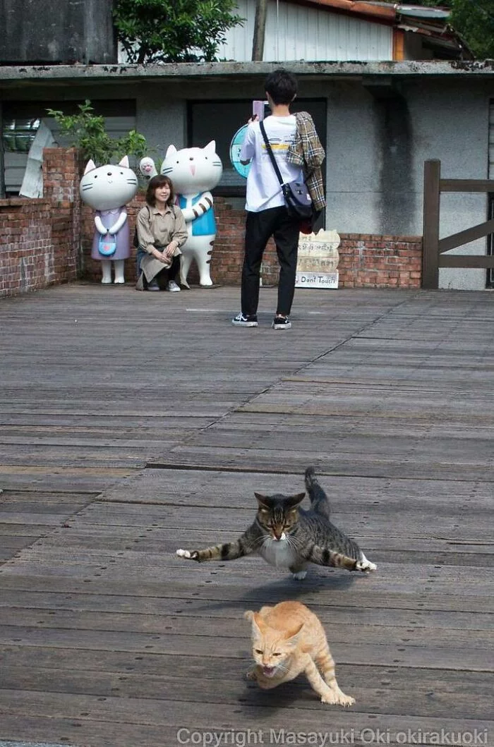 Продолжение поста «Уличные котики Токио на снимках Масаюки Оки» Кот, Япония, Токио, Фотограф, Милота, Пушистые, Ответ на пост, Длиннопост
