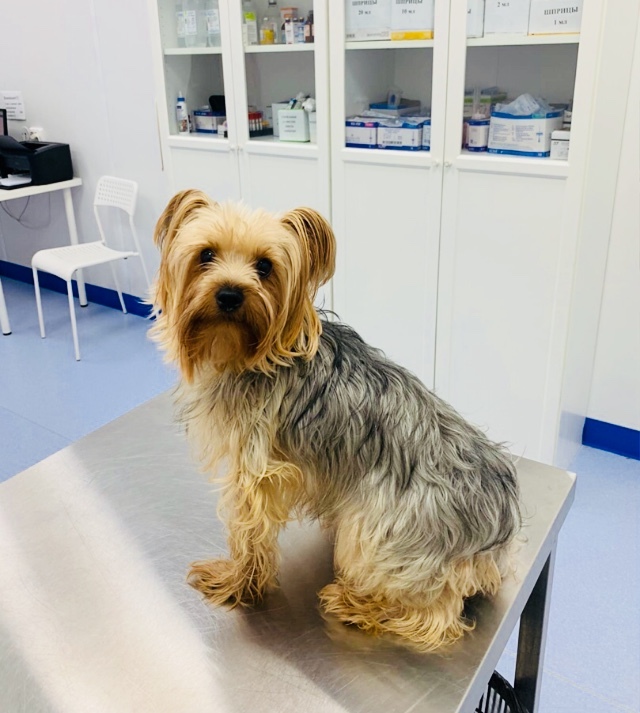 Another refusenik is the unnecessary Lucien. She was hit by a car a long time ago and was not treated. Now the condition has worsened and the owners wrote a refusal - My, Dog, Yorkshire Terrier, Road accident, Injury, Veterinary, Video, Longpost, Kindness