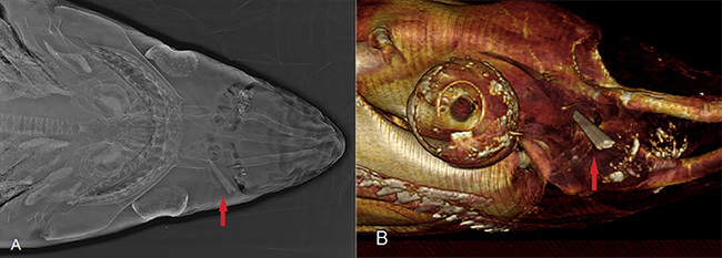 Swordfish deliberately stab sharks with their nests - A fish, Swordfish, Shark, The science, Spain, Negative, Longpost