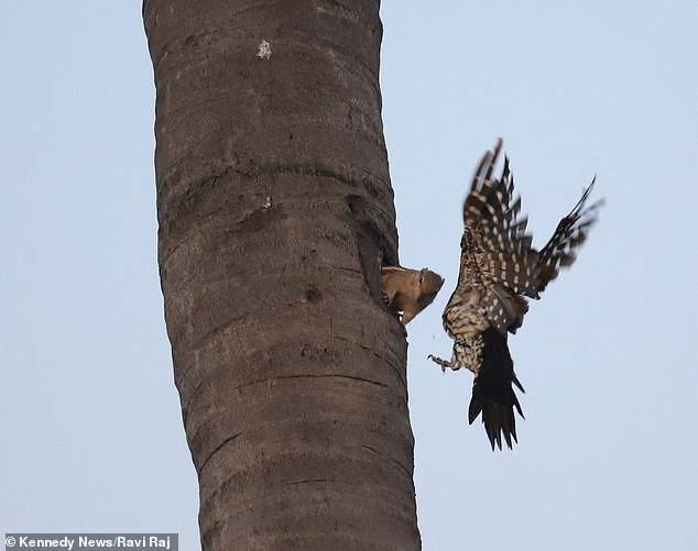 Go away, this is my hollow: a squirrel drives out a woodpecker - Squirrel, Woodpeckers, Milota, Longpost, Animals, Birds, Palm squirrel