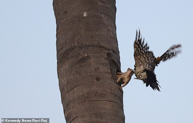 Go away, this is my hollow: a squirrel drives out a woodpecker - Squirrel, Woodpeckers, Milota, Longpost, Animals, Birds, Palm squirrel